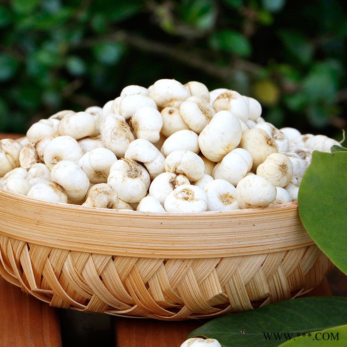 川贝母产川贝母平贝母东北特产贝母图2