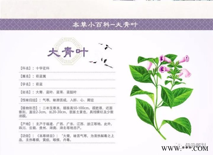 伊尹中药提取物板青颗粒 本品为原中药材板蓝根、大青叶浓缩提取制成图4