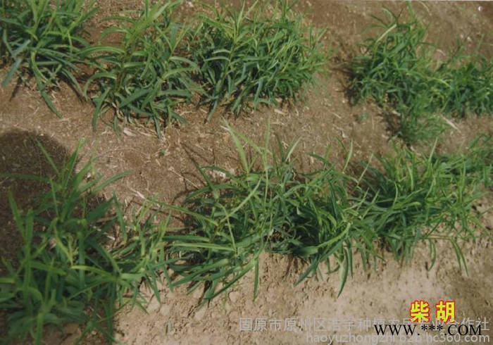 柴胡提取物供应商 地薰粉150目 茈胡浓缩液 柴胡皂苷含量图2