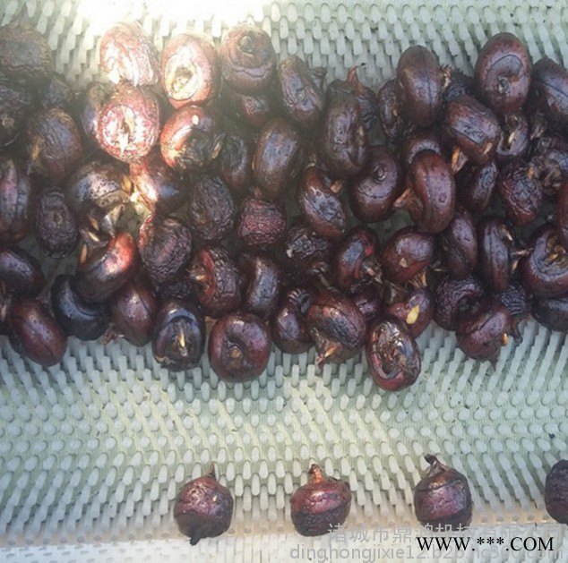 鼎鸿MQX-1500型毛棍清洗机 紫薯去泥毛棍清洗机 沙参毛棍清洗机 **图6