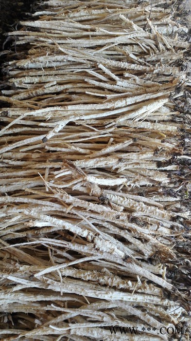 供应内蒙去皮北沙参纯干货  植物原药材图3