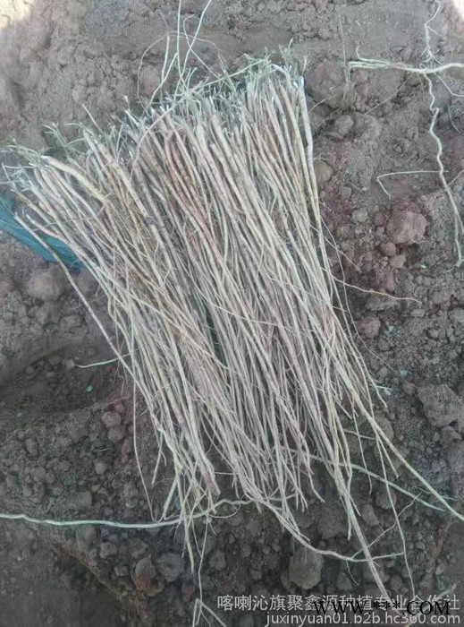 中草药类 供应内蒙带皮沙参 植物原药材图4