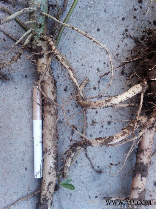 中草药类 供应内蒙带皮沙参 植物原药材图2