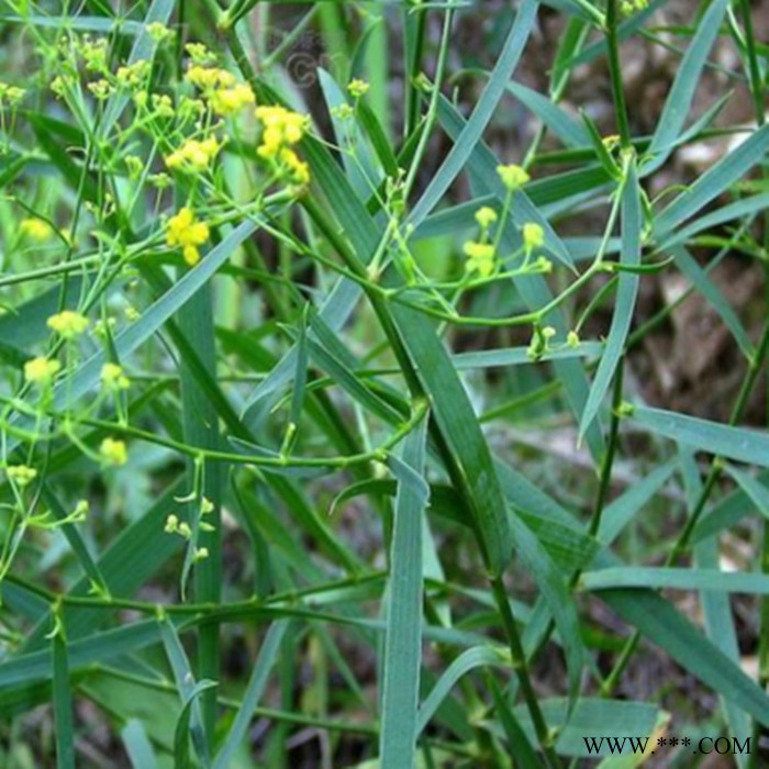 斯诺特 柴胡喷雾干燥粉 柴胡浸膏粉 厂家发货图3
