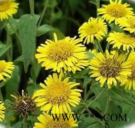 金沸草提取物 批发白芷胡粉110目  金沸草提取液生产商图2