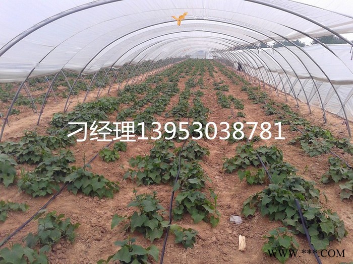 河南商丘葡萄滴灌微喷 山药滴灌图6