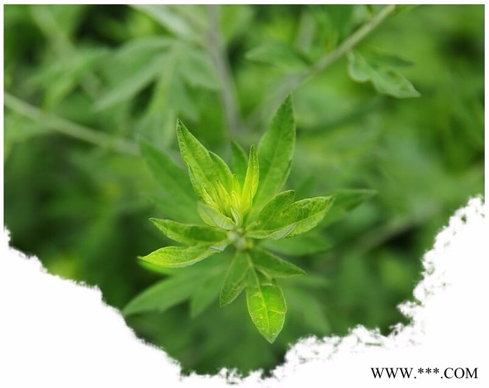 湖北金航玄参鲜玄参 基地大量供应鲜玄参 玄参种子 价格量大优惠 玄参图2