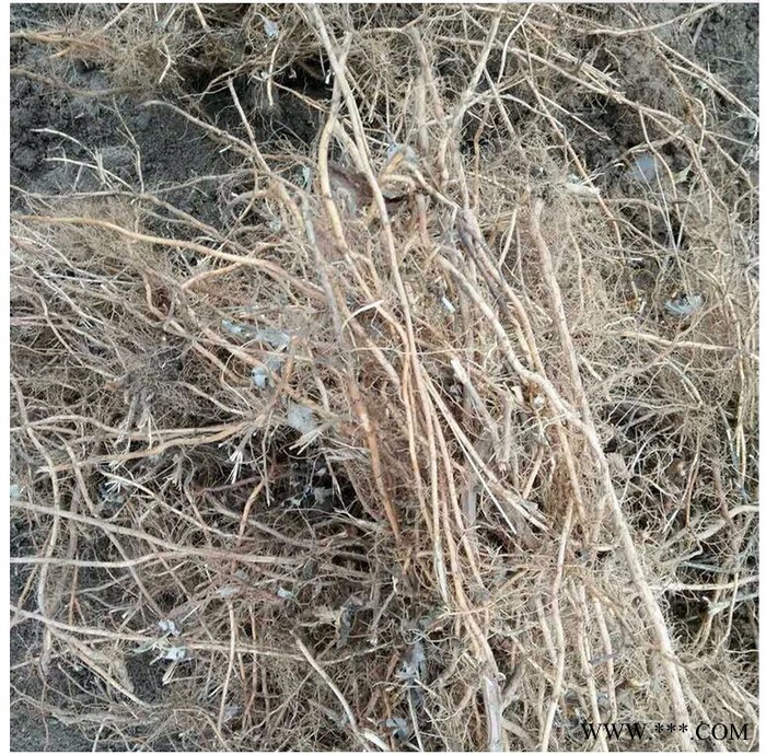 湖北金航玄参鲜玄参 基地大量供应鲜玄参 玄参种子 价格量大优惠 玄参图3