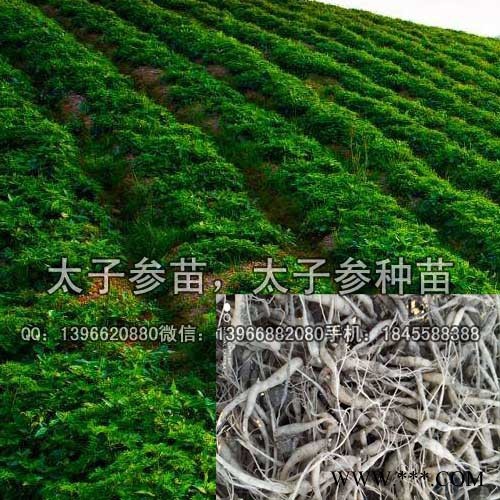 太子参苗 改良太子参种苗价格 安徽太子参苗批发
