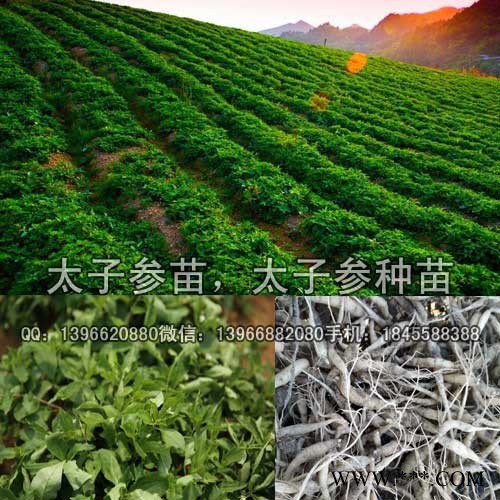 太子参苗 改良太子参种苗价格 安徽太子参苗批发图2