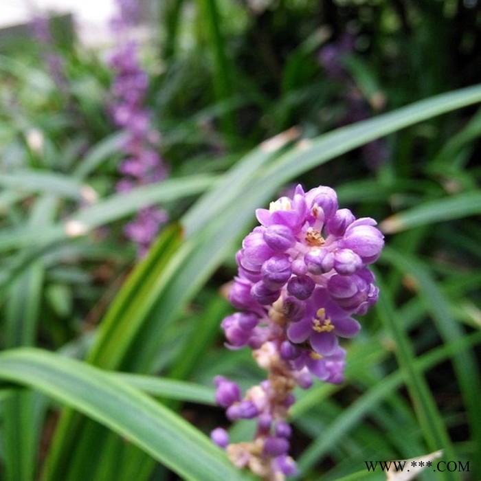 斯诺特 麦冬粉 麦冬喷雾干燥粉 植物提取物图8