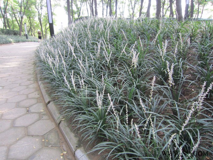 菏泽市曹县安才楼镇麦冬基地图3