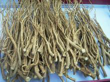 供应10：1柴胡提取物图3