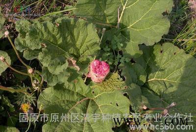 掌叶大黄提取物生产厂家 供应北大黄根粉 流浸膏 大黄素50%价格图2