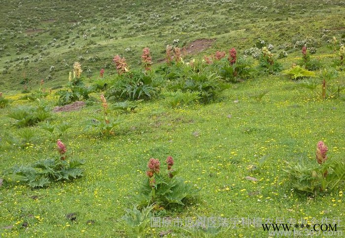 掌叶大黄提取物生产厂家 供应北大黄根粉 流浸膏 大黄素50%价格图3