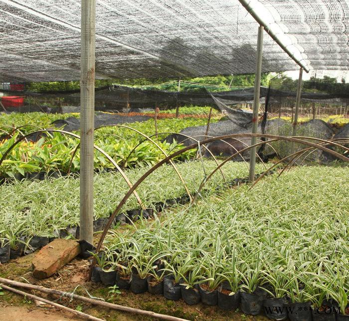 【金边麦冬草】株高20cm地被绿化植物5斤袋7斤袋大量