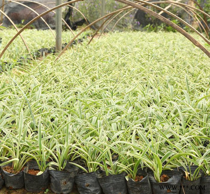 【金边麦冬草】株高20cm地被绿化植物5斤袋7斤袋大量图2