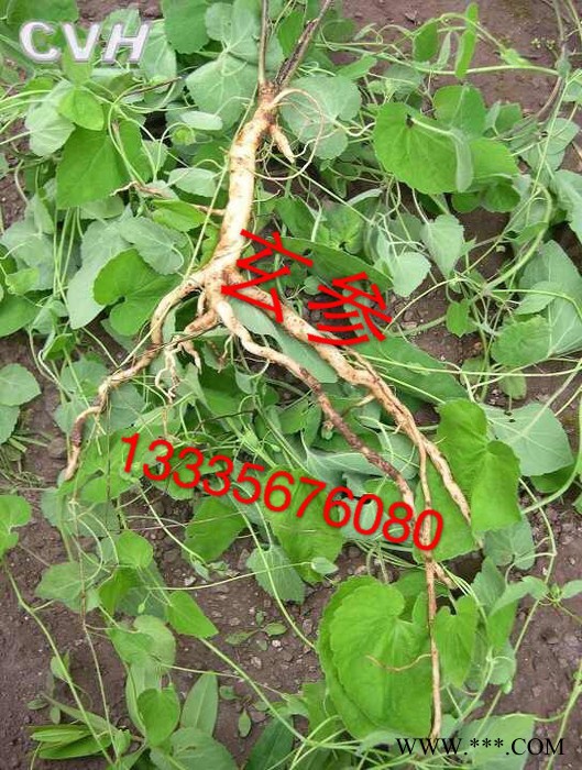 玄参种苗药材种子 玄参种苗价格 玄参种植时间图2