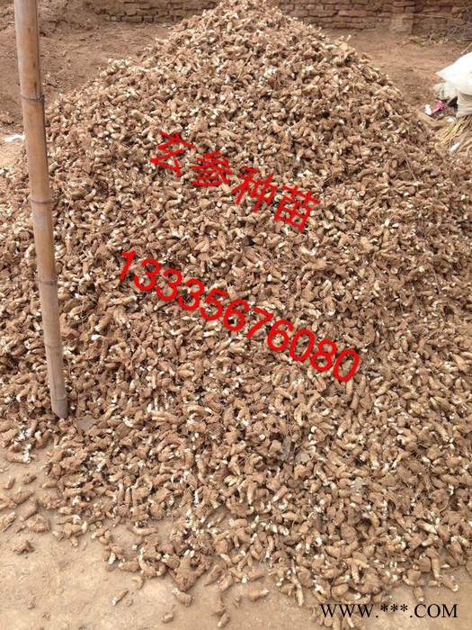 玄参种苗药材种子 玄参种苗价格 玄参种植时间图3