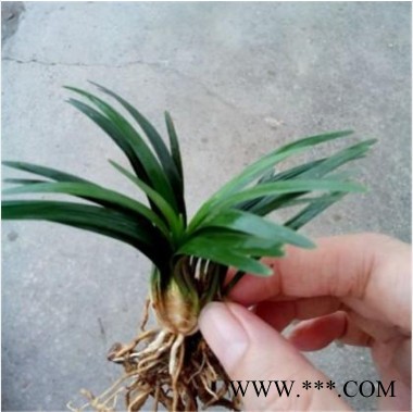 玉龙草 矮麦冬草 正宗日本矮麦冬草金边麦冬图2