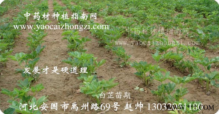 黔安源药 白芷图2