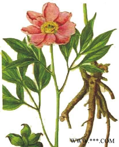 **白芷油  免费邮寄10克样品