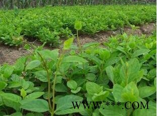 北沙参提取物**植物提取