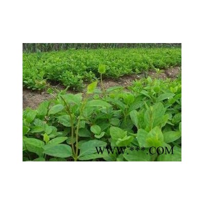 北沙参提取物**植物提取