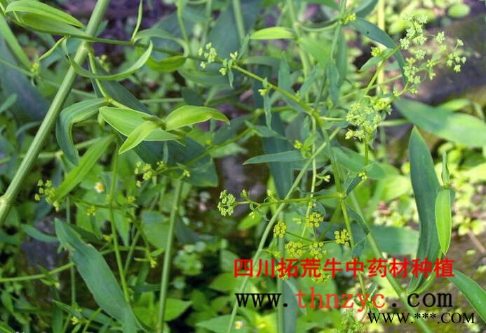 拓荒牛 柴胡种子种苗