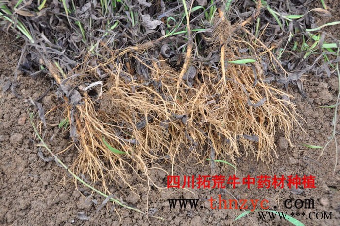 拓荒牛 柴胡种子种苗图3