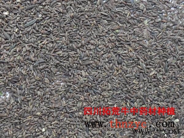 拓荒牛 柴胡种子种苗图5