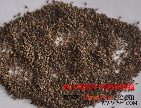 拓荒牛 柴胡种子种苗图6