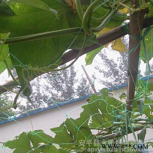 永宏供应 植物爬藤方孔网  山药支架塑料方孔网  绿化塑料方孔网  植物支架网图2