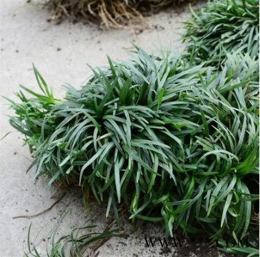 麦冬草价格 玉龙草苗 日本矮麦冬草批发图3