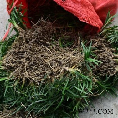 麦冬草价格 玉龙草苗 日本矮麦冬草批发图4