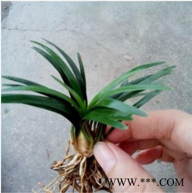 麦冬草价格 玉龙草苗 日本矮麦冬草批发图5