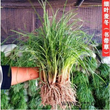 麦冬草价格 玉龙草苗 日本矮麦冬草批发图2
