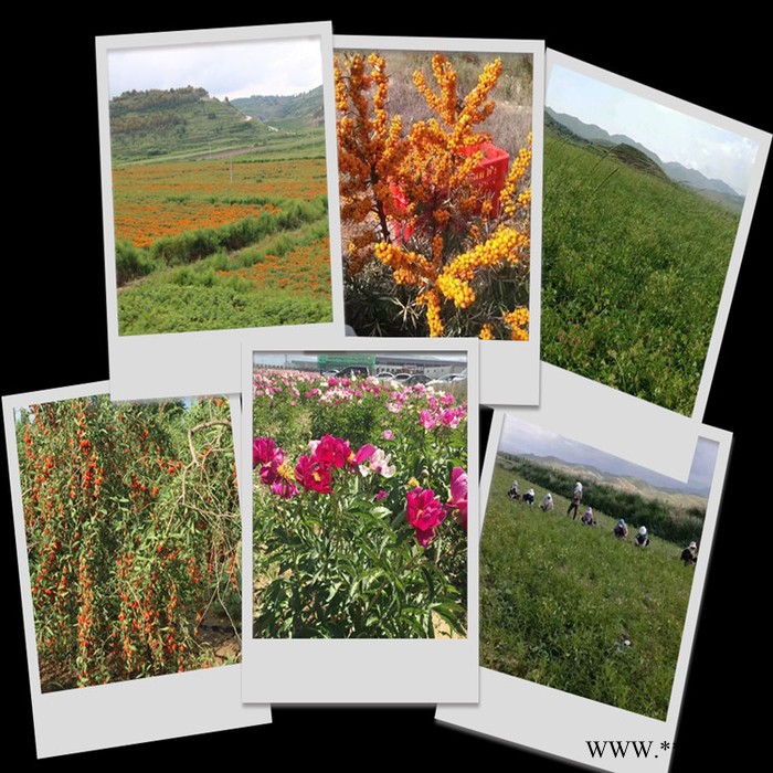 斯诺特 山药浸膏粉 山药喷雾干燥粉 食品原料厂家图2