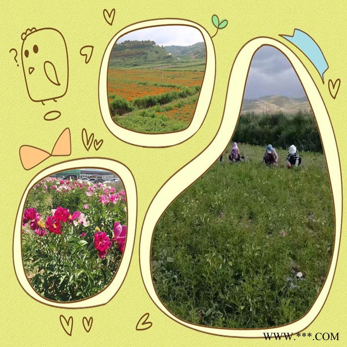 斯诺特 玄参提取物 玄参多糖 植物提取物厂家图6