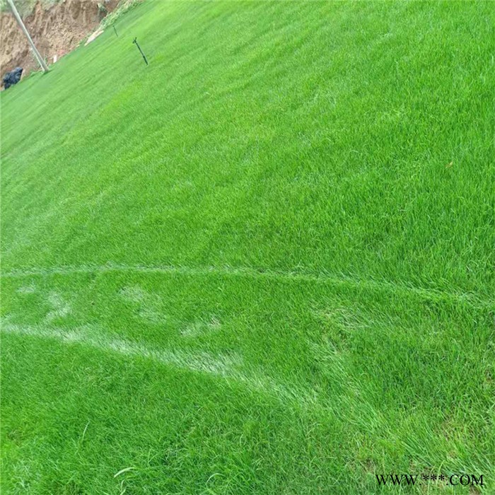 麦冬草坪 慧婉 草坪种植基地 草坪基地直销图2