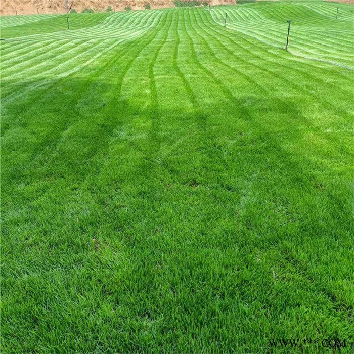 麦冬草坪 慧婉 草坪种植基地 草坪基地直销图4