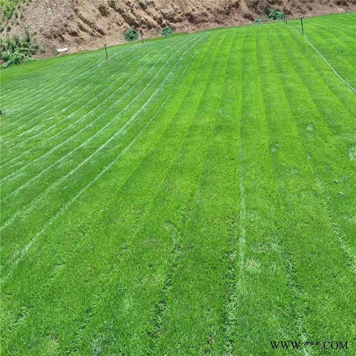 麦冬草坪 慧婉 草坪种植基地 草坪基地直销图7
