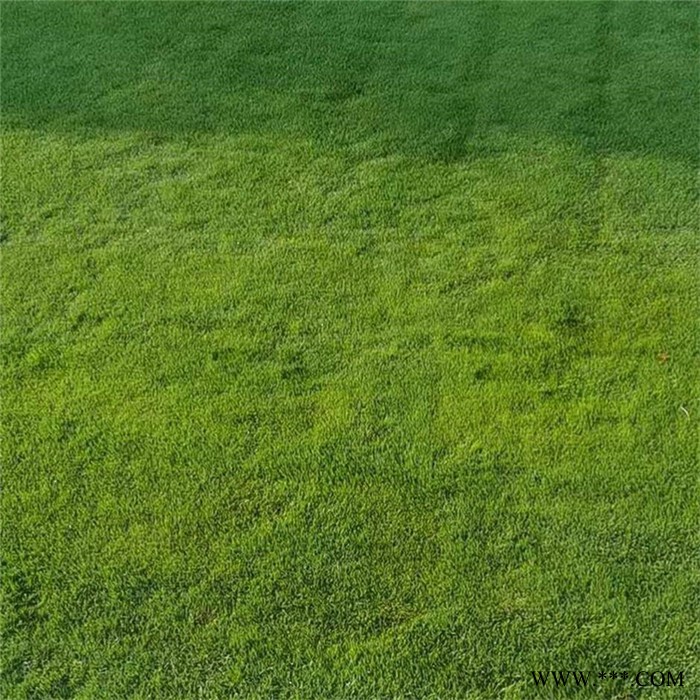 麦冬草坪 慧婉 草坪种植基地 草坪基地直销图5