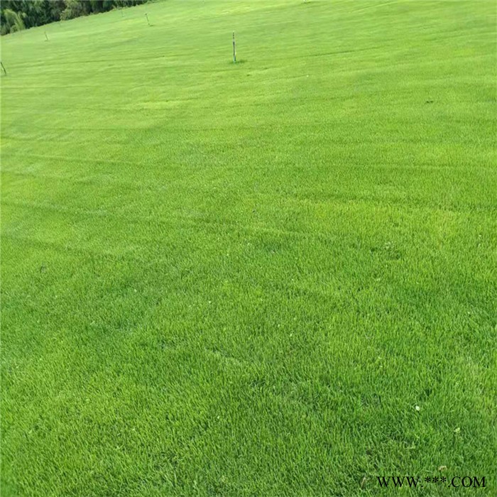 麦冬草坪 慧婉 草坪种植基地 草坪基地直销图3