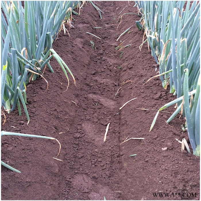 百合培土机 魔芋培土机 太子参培土机开沟机图4