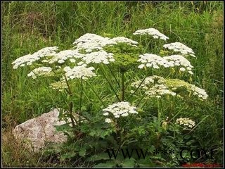 青润生物  专业生产白芷提取物10:1 包邮图2