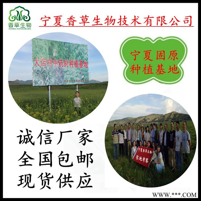 苦地胆提取物12:1 厂家供应苦地胆粉 土柴胡叶浓缩液现货图2