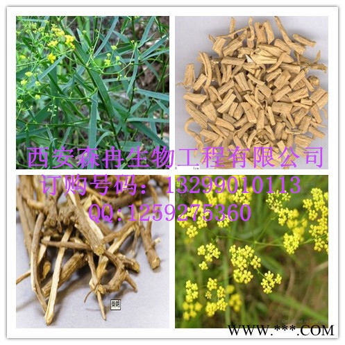 森冉现货柴胡提取物  **植物提取
