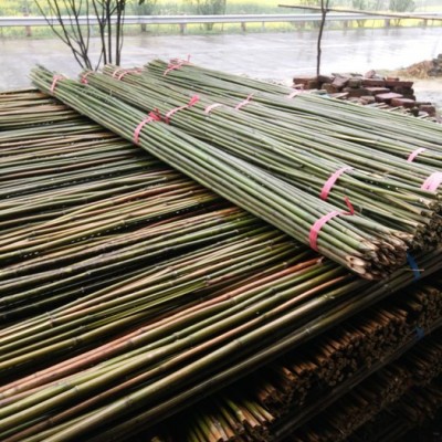 山竹，苦竹**菜竿竹 山药支架 山药竿