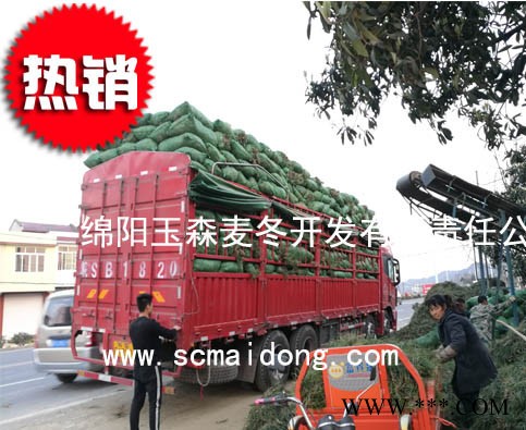 库存供应麦冬草价格麦冬草报价麦冬草批发图5